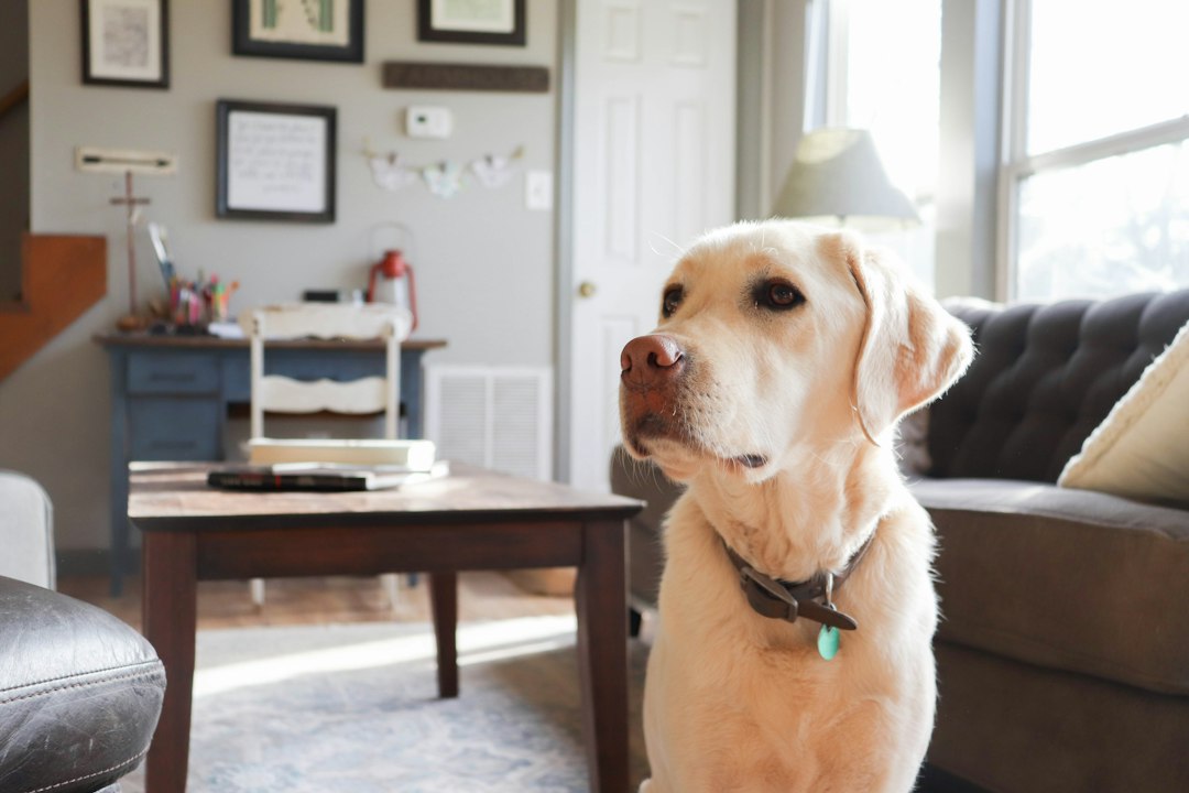 Nashville pet care handoff - Dog wearing an identification tag in a living room