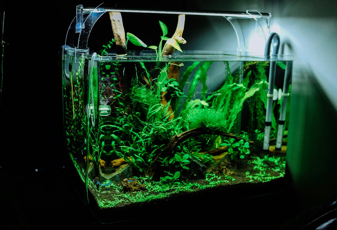 Aquarium equipment moving Nashville - Established planted aquarium, not empty or prepared for transportation